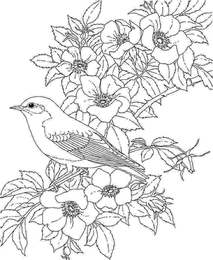 free bird coloring pages adult coloring pages printable free free printable coloring bird free pages 