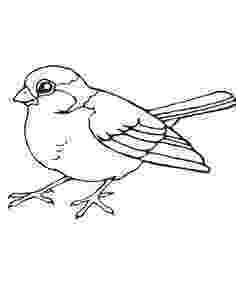free bird coloring pages bird coloring page others at this site eco garden bird pages coloring free 