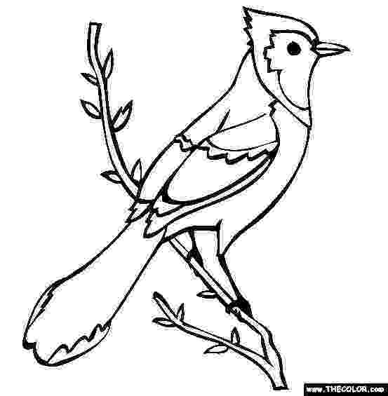 free bird coloring pages bird to color blue jay coloring page free blue jay bird free coloring pages 