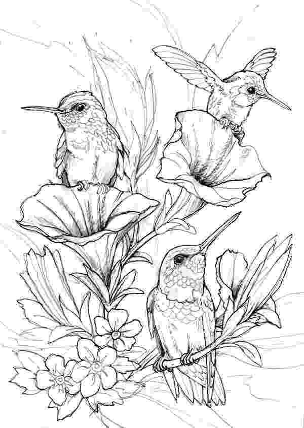 free bird coloring pages hung birds coloring page bird coloring pages coloring pages coloring free bird pages 