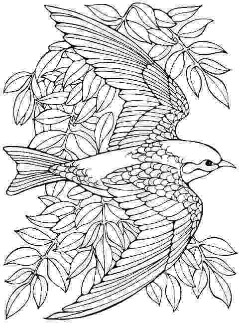 free bird coloring pages printable advanced bird coloring pages for adults free free bird coloring pages 