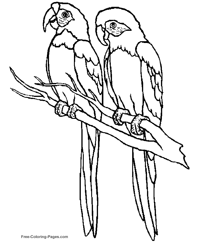 free bird coloring pages printable bird coloring pages parrot 01 bird coloring free pages 