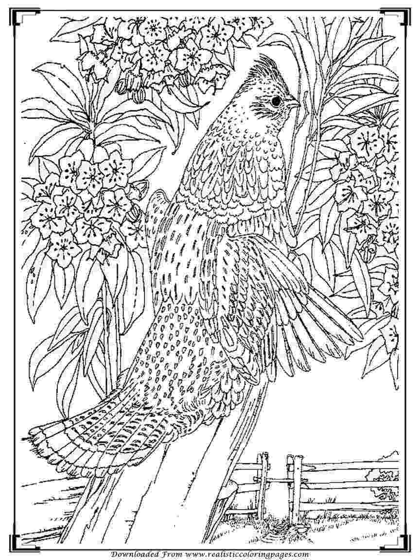 free bird coloring pages printable birds coloring pages for adults realistic bird free pages coloring 
