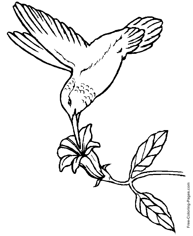 free bird coloring pages printable coloring pages of birds hummingbird 01 coloring free pages bird 
