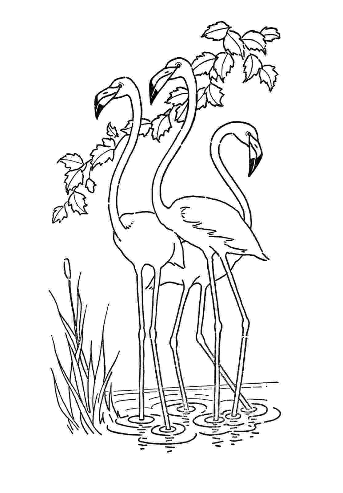 free coloring pages download flamingo coloring pages to download and print for free free download coloring pages 