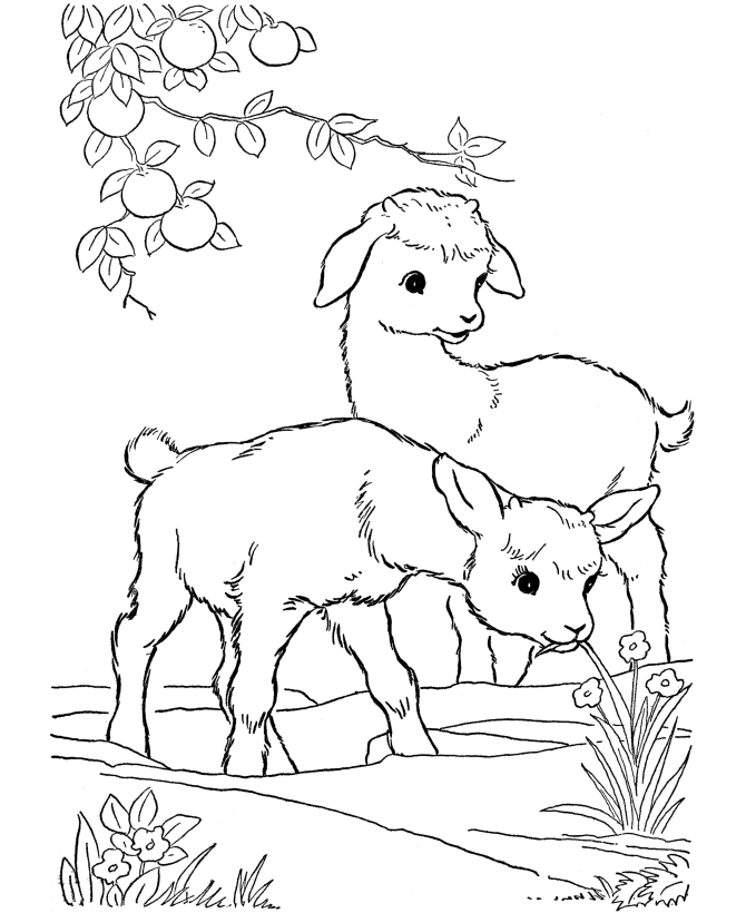 free coloring pages of baby farm animals cute baby farm animals coloring page coloring pages baby animals of coloring pages free farm 