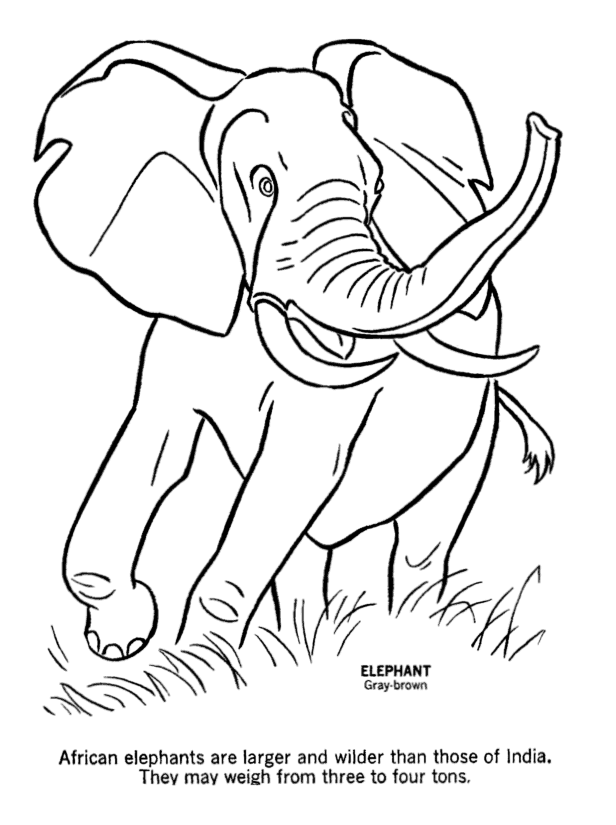 free colouring pages wild animals wild animals coloring pages getcoloringpagescom free pages wild colouring animals 