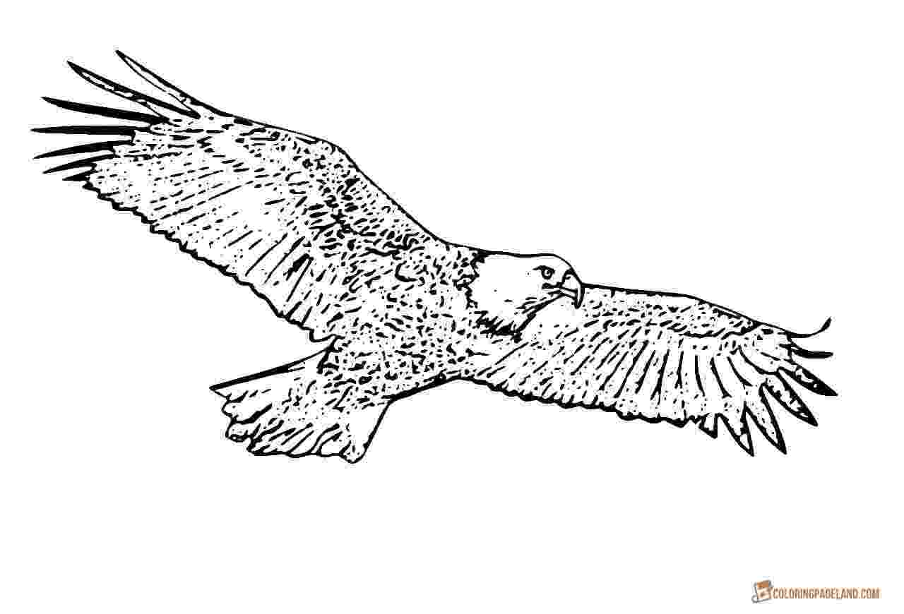 free printable pictures of eagles eagle coloring pages kidsuki pictures of eagles free printable 