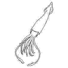 giant squid coloring page how to draw a giant squid giant squid step by step sea squid page giant coloring 