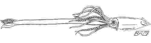 giant squid coloring page robin39s great coloring pages sperm whale vs giant squid squid coloring page giant 
