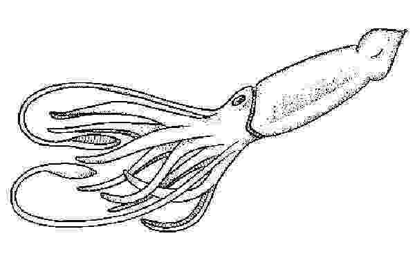 giant squid coloring page squid coloring pages to printable marine animals page giant squid coloring 