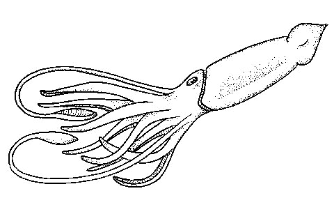 giant squid coloring page the giant squid colouring pages sketch coloring page page coloring giant squid 
