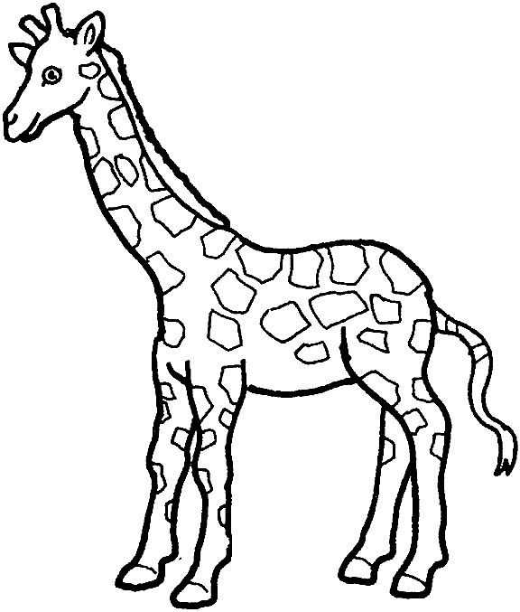 giraffe coloring pages free printable giraffe coloring pages for kids coloring pages giraffe 