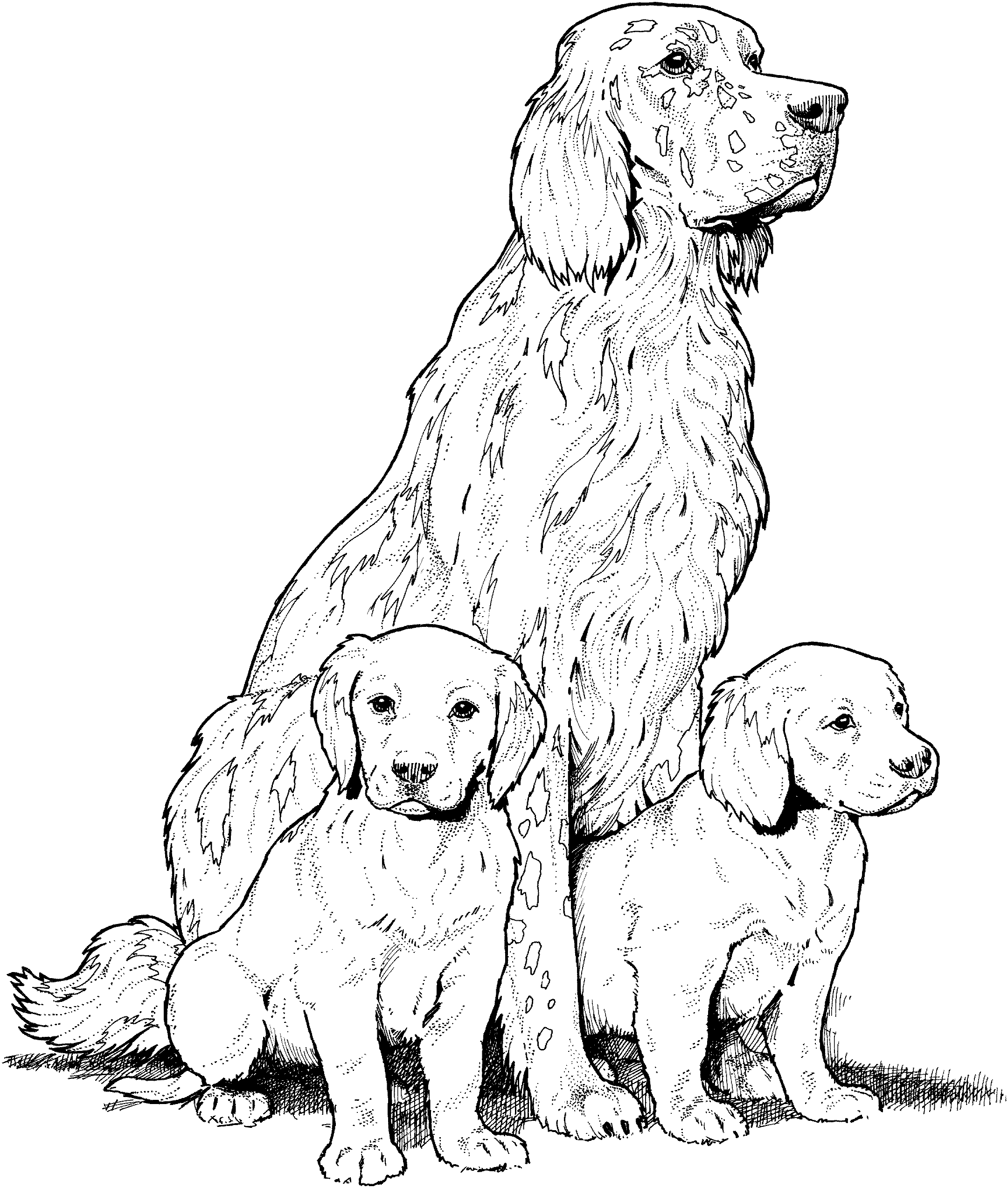 golden retriever coloring pages dog breed coloring pages golden coloring pages retriever 