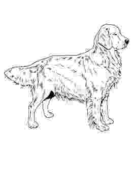 golden retriever puppy coloring pages coloring page of a golden retriever photo happy dog heaven coloring golden puppy pages retriever 