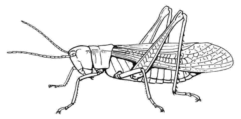 grasshopper coloring page grasshopper coloring page audio stories for kids free coloring page grasshopper 
