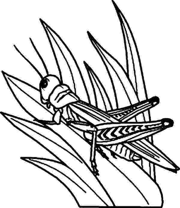 grasshopper coloring page grasshopper coloring page free download best grasshopper grasshopper coloring page 