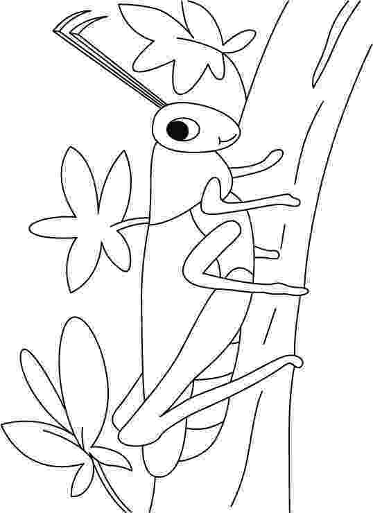 grasshopper coloring page grasshopper coloring page free download best grasshopper page grasshopper coloring 