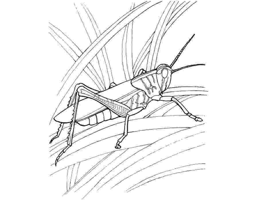 grasshopper coloring page grasshopper coloring page grasshopper coloring page 
