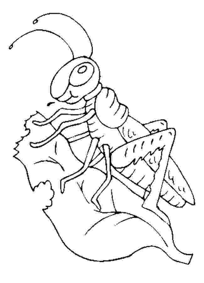 grasshopper coloring page grasshopper drawing clipart panda free clipart images grasshopper coloring page 