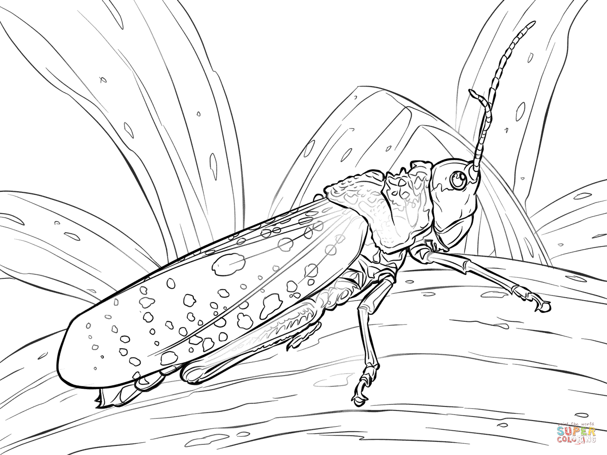 grasshopper coloring page insect coloring pages best coloring pages for kids grasshopper page coloring 