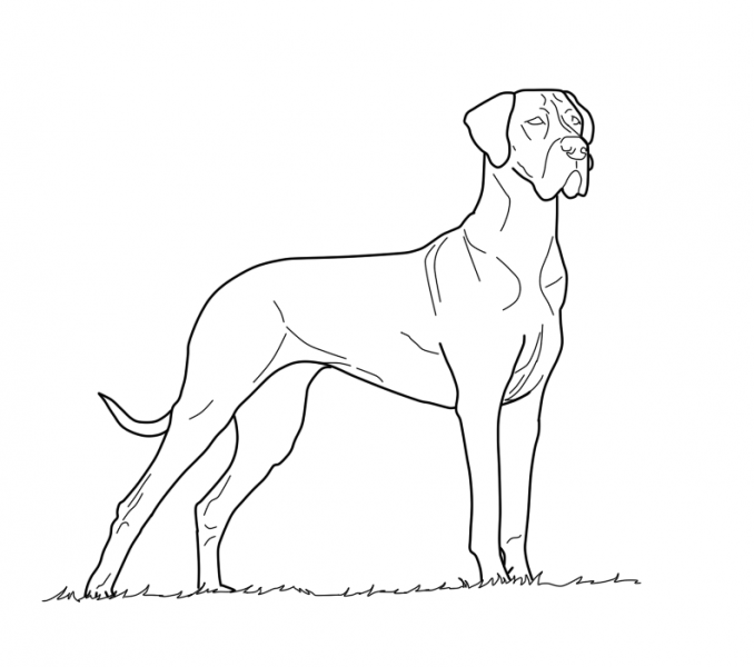 great dane coloring pages the great dane is a large german breed of dog known for dane pages coloring great 