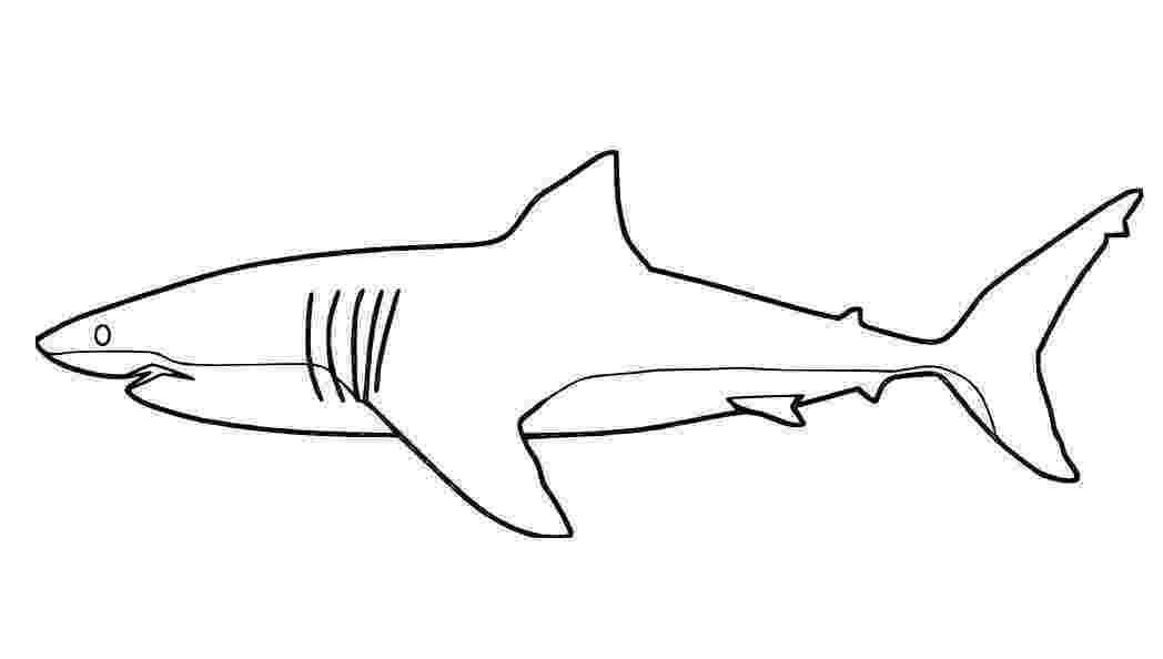 great white shark coloring pictures great white shark coloring pages downloadable and great pictures coloring white shark 