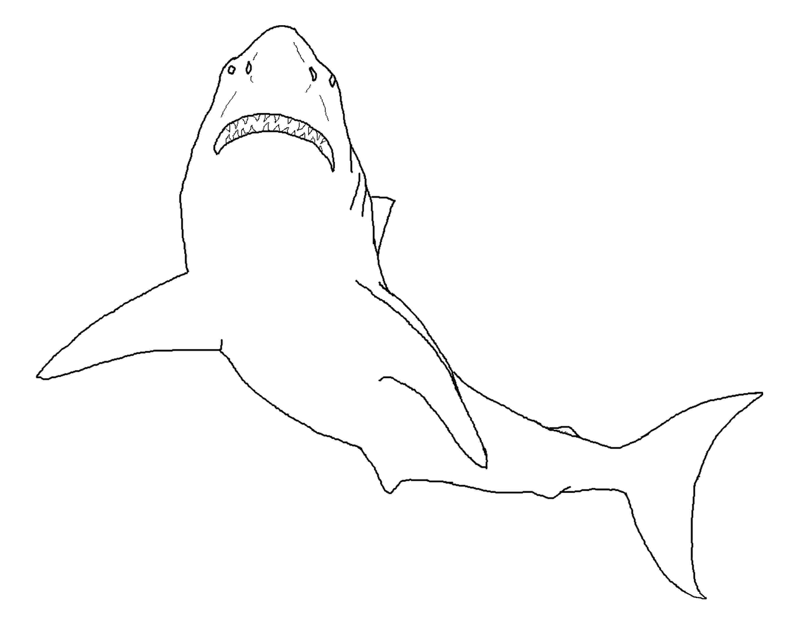 great white shark coloring pictures great white shark coloring pages to download and print for pictures shark white great coloring 