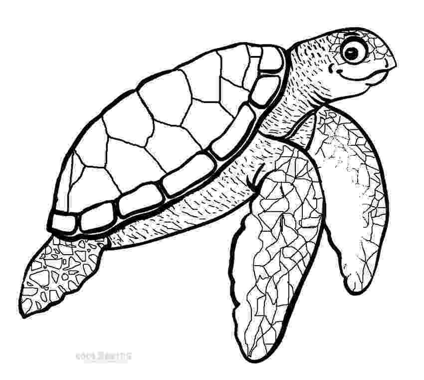 green sea turtle coloring page 451 best animal colouring pages images on pinterest free turtle sea coloring page green 