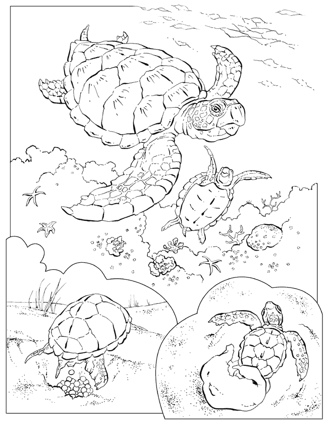 green sea turtle coloring page coloring book animals a to i turtle coloring pages sea green turtle coloring page 