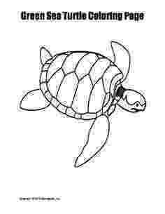 green sea turtle coloring page pinterest the worlds catalog of ideas page coloring green sea turtle 