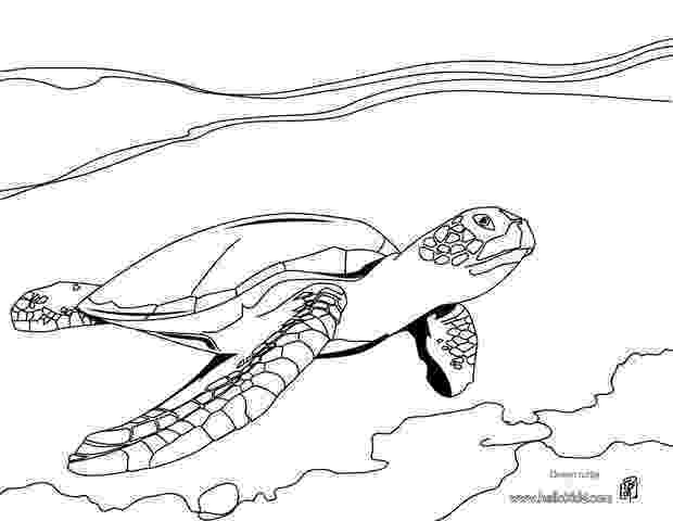 green sea turtle coloring page the geography blog green sea turtle coloring page coloring green page sea turtle 