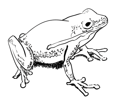 how to a frog how to draw a simple frog drawingnow frog to how a 