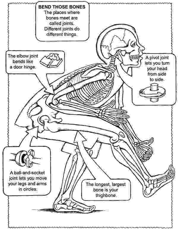 human anatomy coloring book download human body coloring pages to download and print for free book human anatomy coloring download 