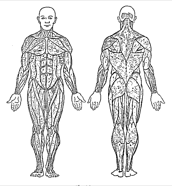 human anatomy coloring book download human body coloring pages to download and print for free download coloring book human anatomy 
