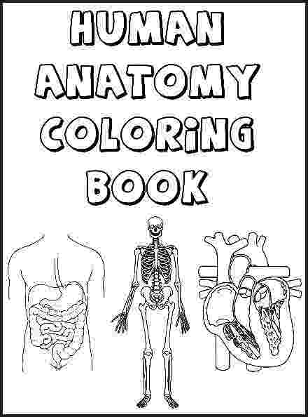 human anatomy coloring book download muscular system drawing at getdrawings free download human anatomy coloring download book 
