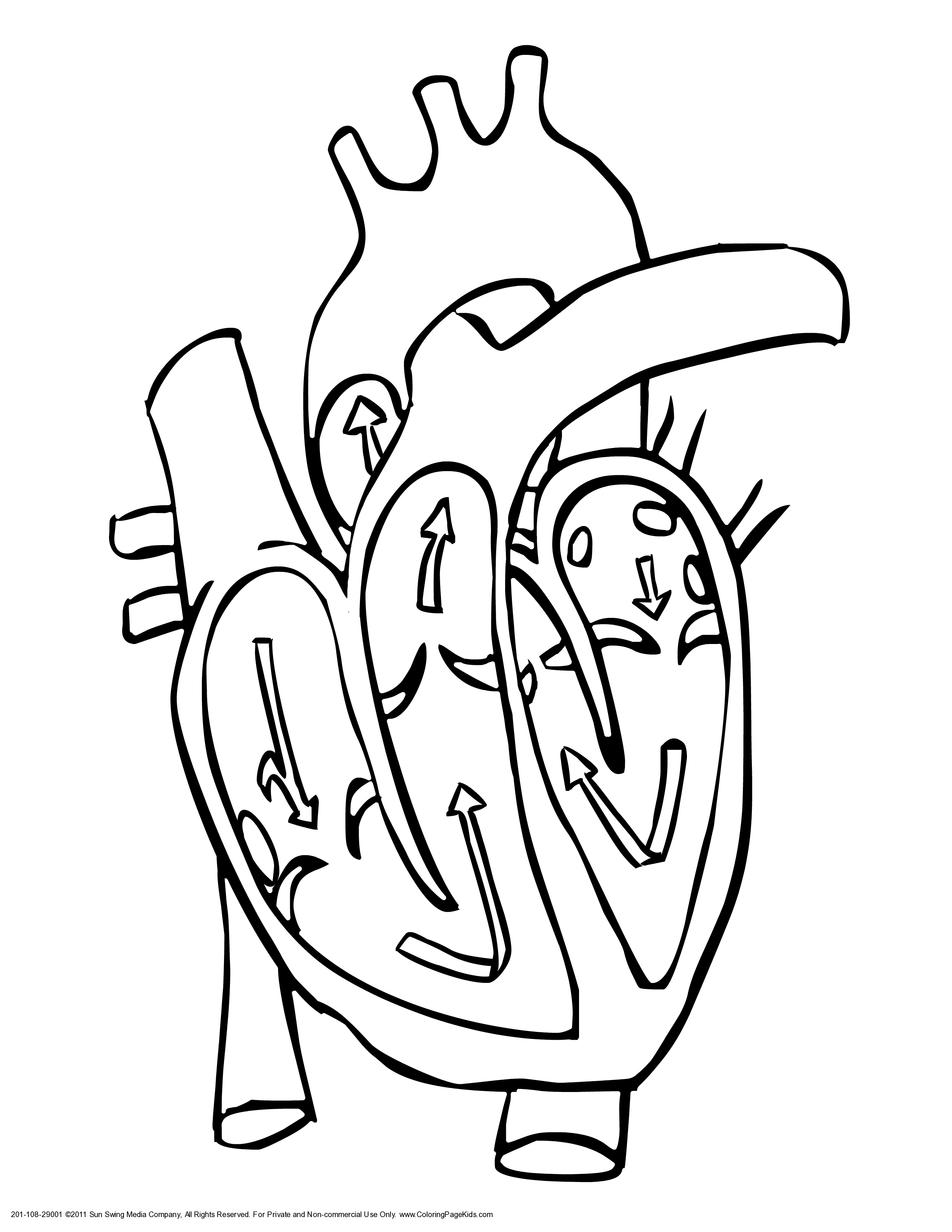 human heart coloring page anatomy coloring pages human heart realistic drawing page heart coloring human 