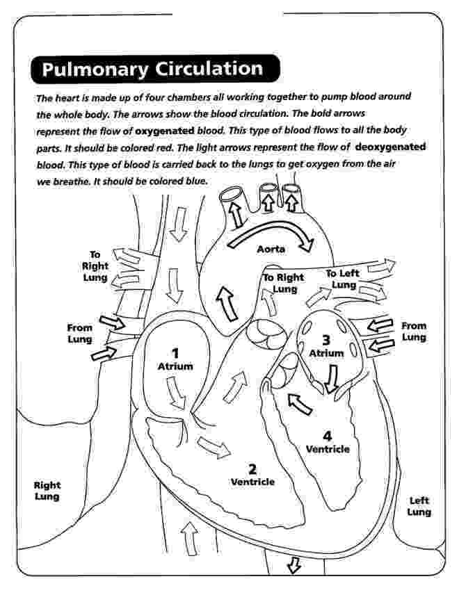 human heart coloring page anatomy coloring pages of human heart free printable page heart coloring human 