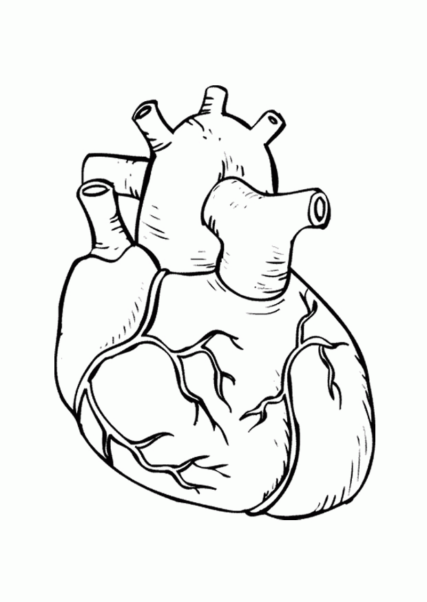human heart coloring page anatomy human skeleton coloring human heart coloring human heart coloring page 