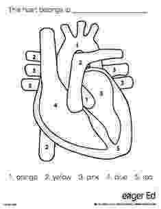 human heart coloring page discover the human heart and how it works with this free human coloring heart page 