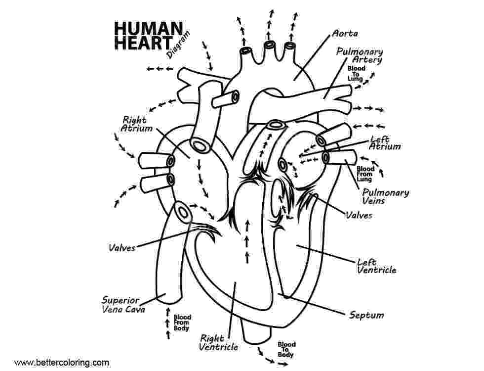 human heart coloring page human heart coloring pictures for kids health pictures of human coloring heart page 