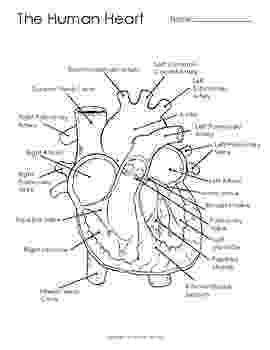 human heart coloring page human heart diagram coloring page and illustration by coloring page heart human 