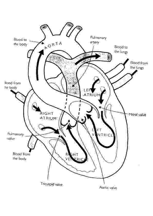 human heart coloring page human heart outline coloring pages heart human coloring page 
