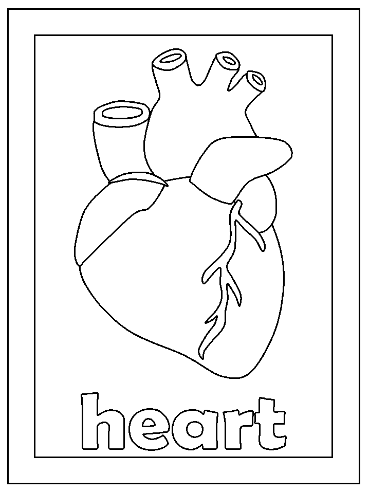 human heart coloring page real heart coloring pages coloring home coloring heart human page 