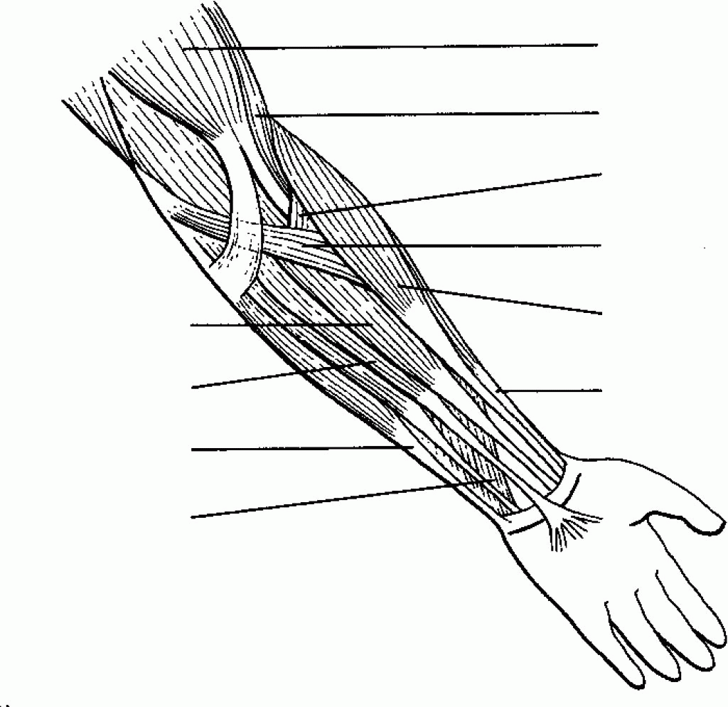 human muscle coloring 98 best coloring pages for biology images coloring pages human muscle coloring 
