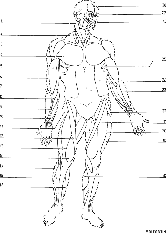 human muscle coloring anatomy coloring pages muscles human anatomy diagram muscle human coloring 