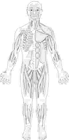 human muscle coloring human body coloring pages to download and print for free coloring human muscle 