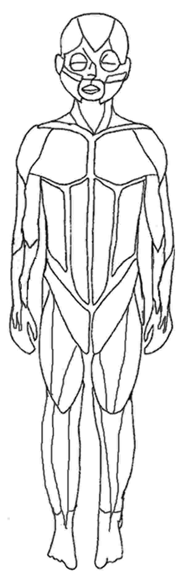 human muscle coloring human muscles front view worksheet coloring page free human muscle coloring 