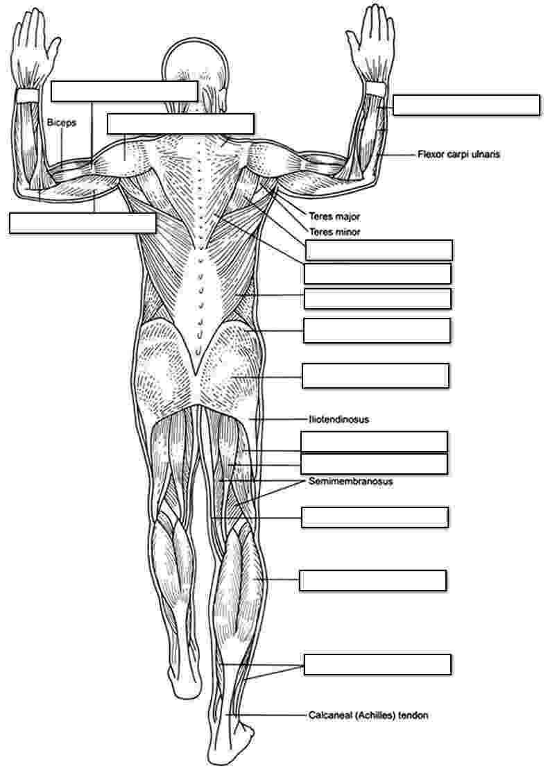 human muscle coloring kids coloring printables of human body muscular system muscle human coloring 