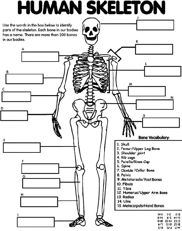 human skeleton coloring page free printable skeleton coloring pages for kids coloring human page skeleton 